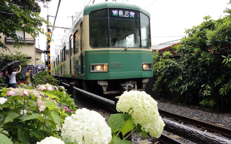 2018年 紫陽花の見頃の鎌倉