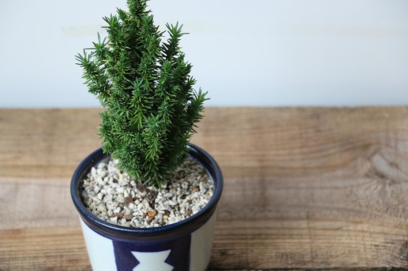 美しい葉の様子