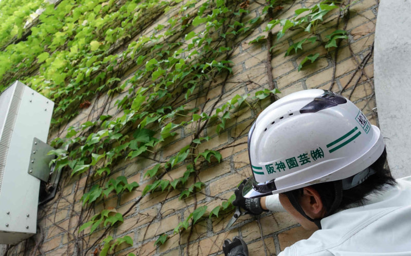 阪神園芸による甲子園球場のツタの壁管理