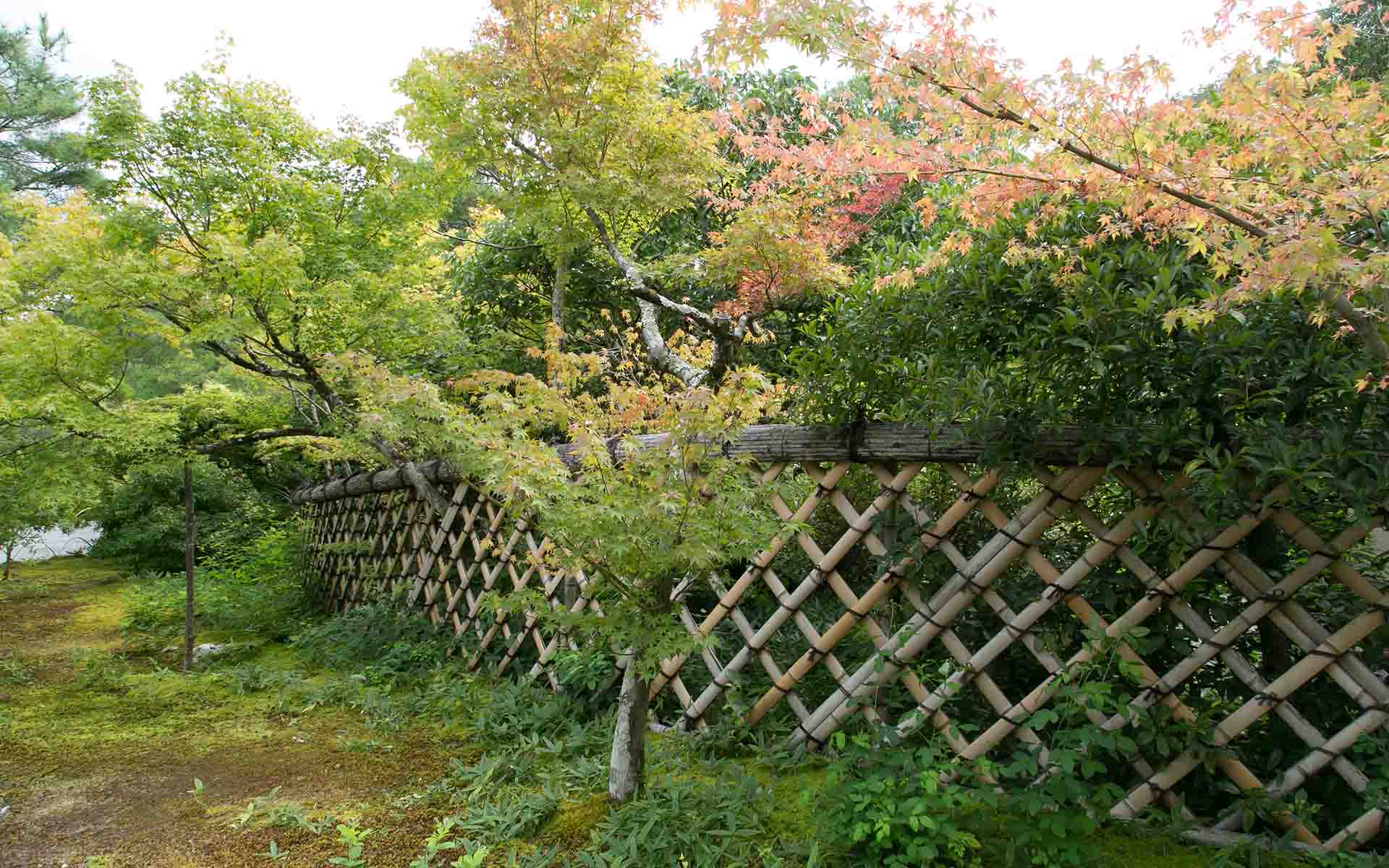 京都・建仁寺の竹垣