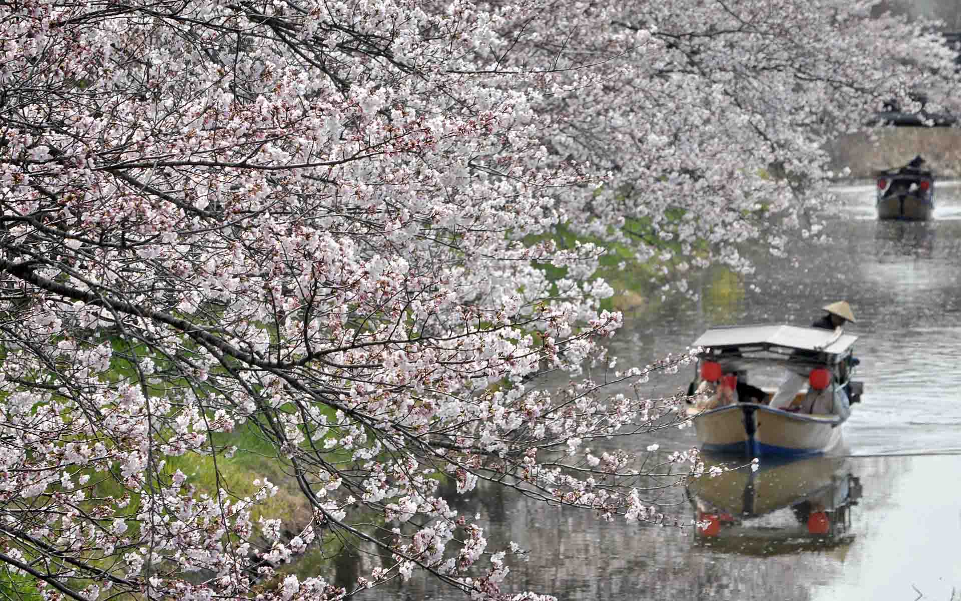 近江八幡の水郷めぐり