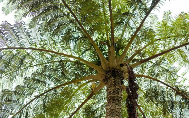 奄美大島 金井工芸