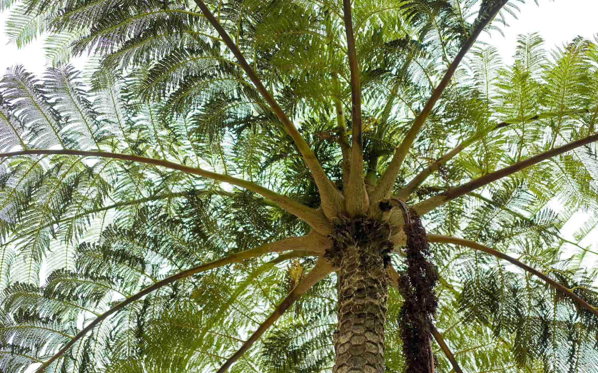 奄美大島 金井工芸